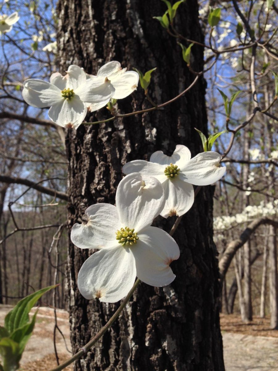 Flint Ridge White Blossoms 2